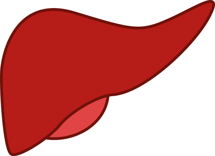 Liver Medicine Organ Anatomy Liver 