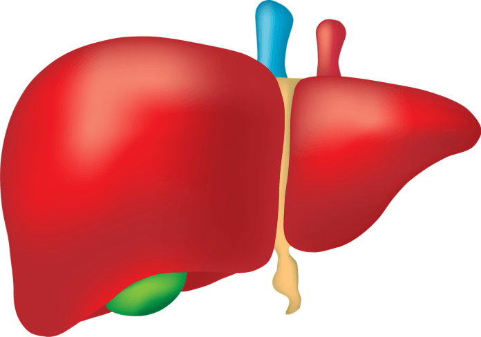 Liver Organ Anatomy 